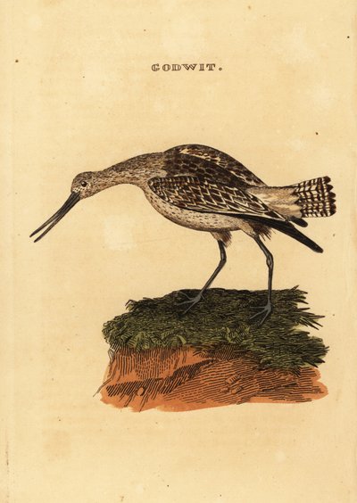 Bar-tailed godwit, Limosa lapponica 作者 爱德华·多诺万