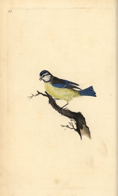 蓝山雀，Cyanistes caeruleus。爱德华-多诺万根据他自己的《英国鸟类自然史》绘制和雕刻的手绘铜版，伦敦 作者 爱德华·多诺万