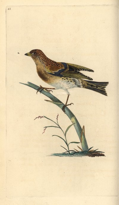 Brambling, Fringilla montifringilla.爱德华-多诺万根据他自己的《英国鸟类自然史》绘制和雕刻的手绘铜版，伦敦 作者 爱德华·多诺万