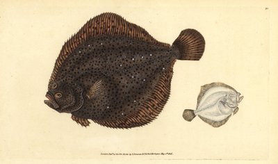 Brill或珍珠，Scophthalmus rhombus（Pleuronectes rhombus）。爱德华-多诺万根据他的《英国鱼类自然史》绘制和雕刻的手绘铜版，多诺万和F.C.和J.Rivington，伦敦 作者 爱德华·多诺万