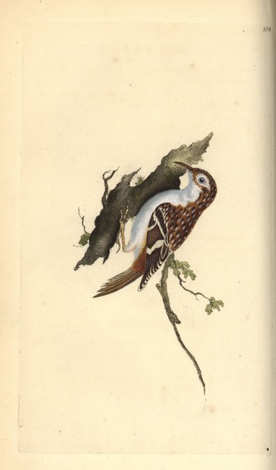 棕色爬山虎，Certhia familiaris。爱德华-多诺万根据他自己的《英国鸟类自然史》绘制和雕刻的手绘铜版，伦敦 作者 爱德华·多诺万