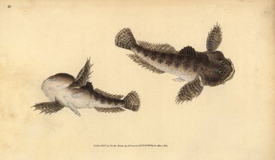 牛头鱼，Cottus gobio（河牛头鱼）。爱德华-多诺万根据他的《英国鱼类自然史》绘制和雕刻的手绘铜版，多诺万和F.C.和J.里文顿，伦敦 作者 爱德华·多诺万