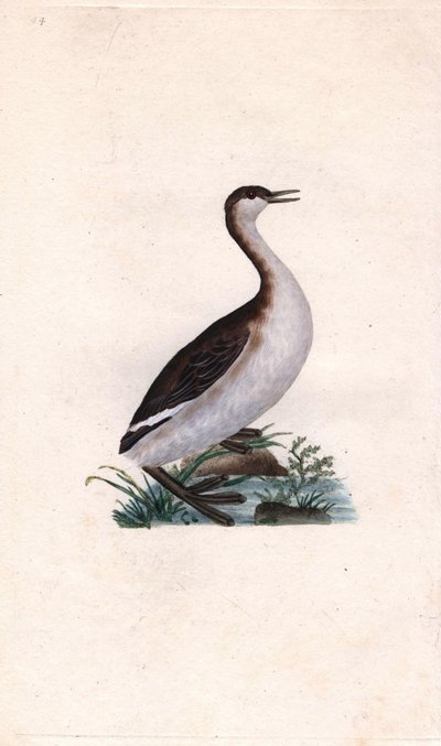 卡斯塔尼小䴙䴘。Tachybaptus ruficollis（Podiceps nigricans）。爱德华-多诺万（1768-1837）的铜版画，发表于《英国鸟类自然史》，伦敦 作者 爱德华·多诺万