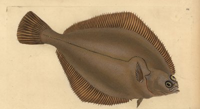 普通斑鸠，Limanda limanda（Pleuronectes limanda）。爱德华-多诺万根据他的《英国鱼类自然史》绘制和雕刻的手绘铜版，多诺万和F.C.和J.里文顿，伦敦 作者 爱德华·多诺万