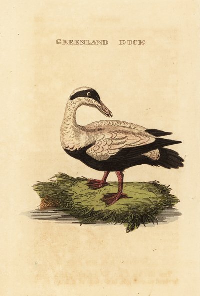 俗凫, Somateria mollissima 作者 爱德华·多诺万