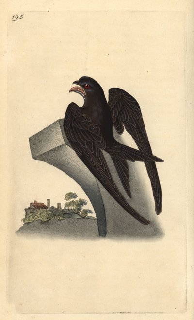 普通雨燕，Apus apus。爱德华-多诺万根据他自己的《英国鸟类自然史》绘制和雕刻的手绘铜版，伦敦 作者 爱德华·多诺万