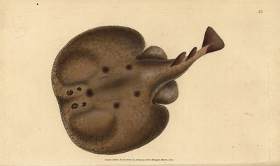 普通鱼雷或有眼电鱼，Raja torpedo。爱德华-多诺万根据他的《英国鱼类自然史》绘制和雕刻的手绘铜版，多诺万和F.C.和J.里文顿，伦敦 作者 爱德华·多诺万