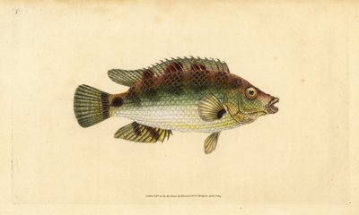 Corkwing wrasse，Symphodus melops（Goldfinny，Labrus cornubius）。爱德华-多诺万根据他的《英国鱼类自然史》绘制和雕刻的手绘铜版，多诺万和F.C.和J.里文顿，伦敦 作者 爱德华·多诺万