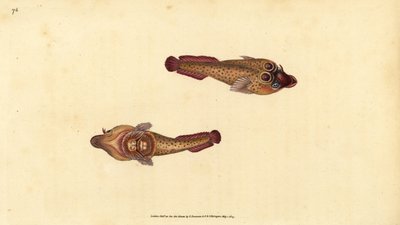 康乃馨吸盘，Lepadogaster purpurea（Ocellated sucker，Cyclopterus ocellatus）。爱德华-多诺万根据他的《英国鱼类自然史》绘制和雕刻的手绘铜版，多诺万和F.C.和J.Rivington，伦敦 作者 爱德华·多诺万