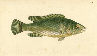 杜鹃鱼，Labrus mixtus (Streaked wrasse, Labrus lineatus)。爱德华-多诺万根据他的《英国鱼类自然史》绘制和雕刻的手绘铜版，多诺万和F.C.和J.里文顿，伦敦 作者 爱德华·多诺万