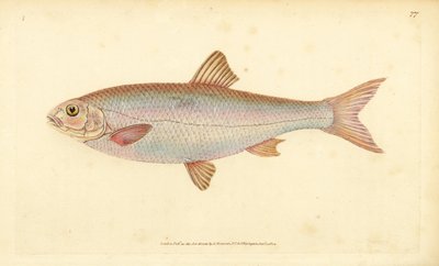 Dace, Leuciscus leuciscus（Cyprinus leuciscus）。爱德华-多诺万根据他的《英国鱼类自然史》绘制和雕刻的手绘铜版，多诺万和F.C.和J.Rivington，伦敦 作者 爱德华·多诺万