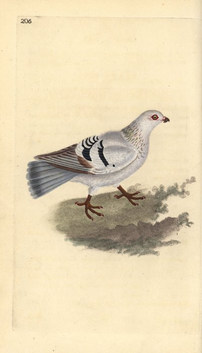 家鸽，Columba livia domestica。爱德华-多诺万根据他自己的《英国鸟类自然史》绘制和雕刻的手绘铜版，伦敦 作者 爱德华·多诺万