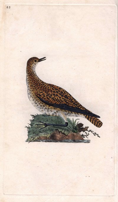 多尔鸻。Pluvialis apricaria（Charadrius pluvialis）。爱德华-多诺万（1768-1837）的铜版画，发表于《英国鸟类自然史》，伦敦 作者 Edward Donovan