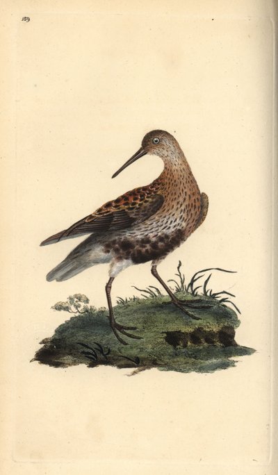 邓林，Calidris alpina。爱德华-多诺万根据他自己的《英国鸟类自然史》绘制和雕刻的手绘铜版，伦敦 作者 爱德华·多诺万