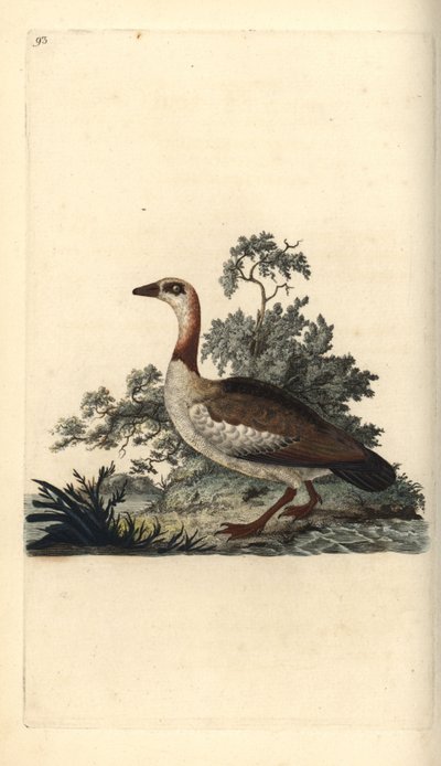 埃及鹅，Alopochen aegyptiacus。爱德华-多诺万根据他自己的《英国鸟类自然史》绘制和雕刻的手绘铜版，伦敦 作者 爱德华·多诺万