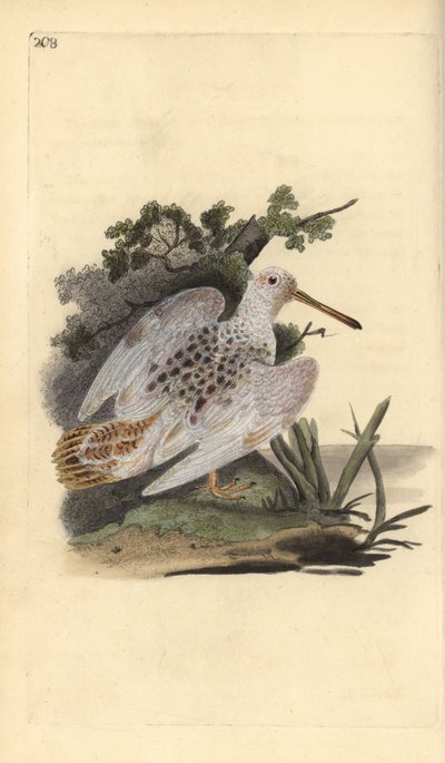 欧亚足白木鸡，Scolopax rusticola。爱德华-多诺万根据他自己的《英国鸟类自然史》绘制和雕刻的手绘铜版，伦敦 作者 爱德华·多诺万