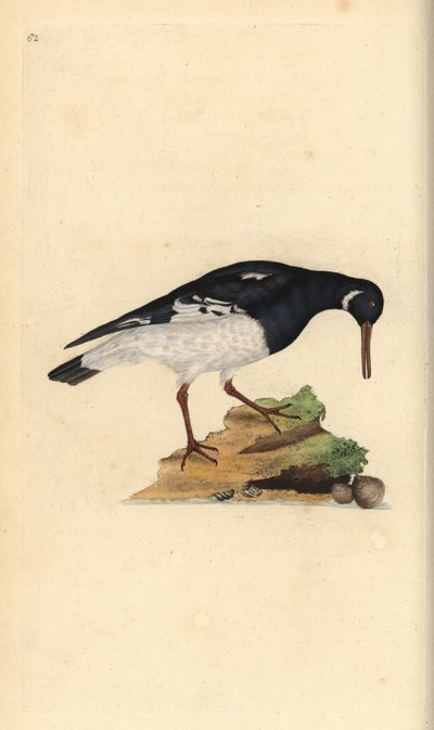 欧亚蛎鹬，Haematopus ostralegus。爱德华-多诺万根据他自己的《英国鸟类自然史》绘制和雕刻的手绘铜版，伦敦 作者 爱德华·多诺万