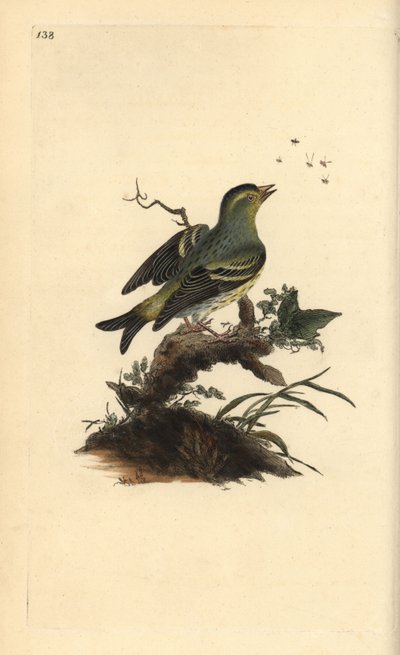 欧亚鶸，Carduelis spinus。爱德华-多诺万根据他自己的《英国鸟类自然史》绘制和雕刻的手绘铜版，伦敦 作者 爱德华·多诺万