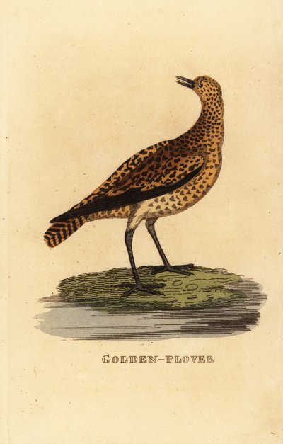 European golden plover, Pluvialis apricaria 作者 爱德华·多诺万