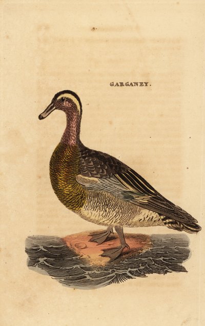 Garganey, Spatula querquedula, small dabbling duck 作者 爱德华·多诺万