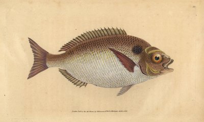 金头鲷或月牙形金头鲷，Sparus aurata。爱德华-多诺万根据他的《英国鱼类自然史》绘制和雕刻的手绘铜版，多诺万和F.C.和J.里文顿，伦敦 作者 爱德华·多诺万