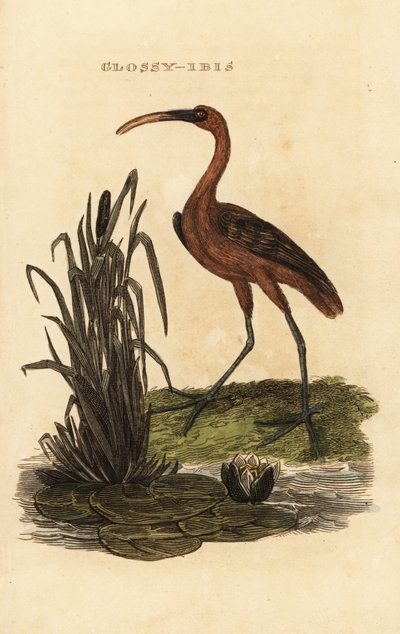 有光泽的宜必思，Plegadis falcinellus 作者 爱德华·多诺万