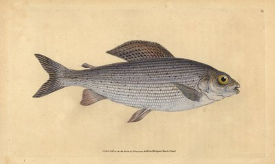格雷林，Thymallus thymallus（Salmo thymallus）。爱德华-多诺万根据他的《英国鱼类自然史》绘制和雕刻的手绘铜版，多诺万和F.C.和J.里文顿，伦敦 作者 爱德华·多诺万