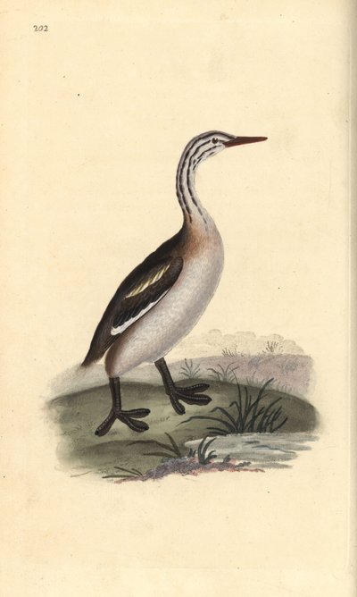 Great crested grebe, Podiceps cristatus. Handcoloured copperplate drawn and engraved by Edward Donovan from his own “Natural History of British Birds,” London 作者 爱德华·多诺万