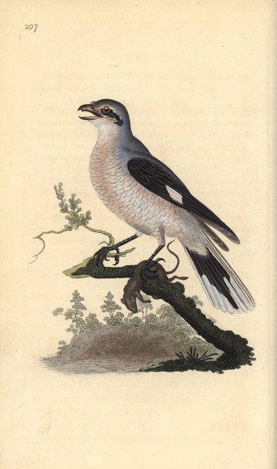 大灰鵙（雌性），Lanius excubitor。爱德华-多诺万根据他自己的《英国鸟类自然史》绘制和雕刻的手绘铜版，伦敦 作者 爱德华·多诺万