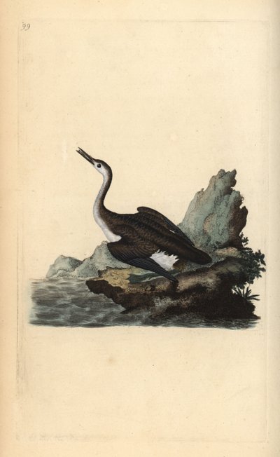 大北鳅或潜水员，Gavia immer。爱德华-多诺万根据他自己的《英国鸟类自然史》绘制和雕刻的手绘铜版，伦敦 作者 爱德华·多诺万