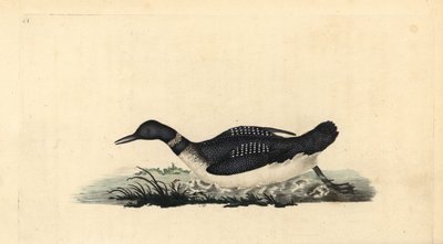 大北鳅或潜水员，Gavia immer。爱德华-多诺万根据他自己的《英国鸟类自然史》绘制和雕刻的手绘铜版，伦敦 作者 爱德华·多诺万