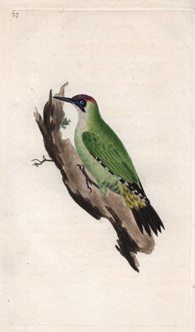 绿色啄木鸟。Picus viridis。爱德华-多诺万（1768-1837）的铜版画，发表于《英国鸟类自然史》，伦敦 作者 爱德华·多诺万