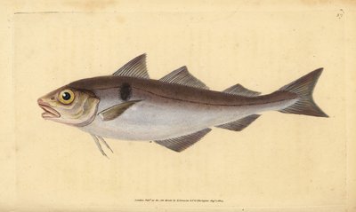 黑线鳕，Melanogrammus aeglefinus（Gadus aeglefinus）。脆弱的。爱德华-多诺万根据他的《英国鱼类自然史》绘制和雕刻的手绘铜版，多诺万和F.C.和J.Rivington，伦敦 作者 爱德华·多诺万