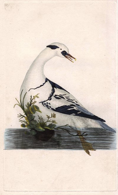 哈尔族的卒子。Mergus albellus。爱德华-多诺万（1768-1837）的铜版画，发表于《英国鸟类自然史》，伦敦 作者 爱德华·多诺万