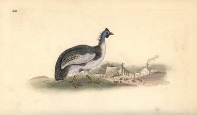盔状珍珠鸡，Numida meleagris。爱德华-多诺万根据他自己的《英国鸟类自然史》绘制和雕刻的手绘铜版，伦敦 作者 爱德华·多诺万