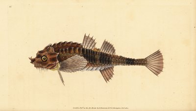 钩鼻鱼，Agonus cataphractus（Pogge或武装牛头鱼，Cottus cataphractus）。爱德华-多诺万根据他的《英国鱼类自然史》绘制和雕刻的手绘铜版，多诺万和F.C.和J.Rivington，伦敦 作者 爱德华·多诺万