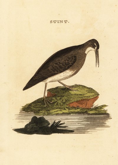 最少的鹬，Calidris minutilla 作者 爱德华·多诺万