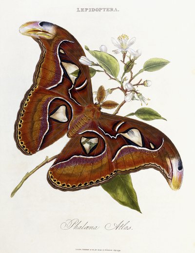 鳞翅目：菲洛埃纳·阿特拉斯（1798-1799） 作者 爱德华·多诺万