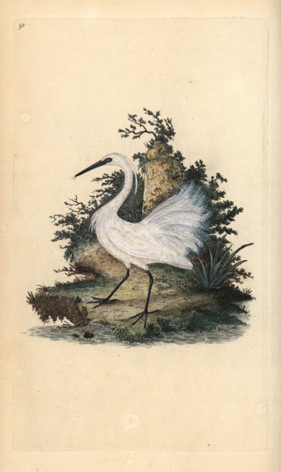 Little egret, Egreta garzetta. Handcoloured copperplate drawn and engraved by Edward Donovan from his own “Natural History of British Birds,” London 作者 爱德华·多诺万