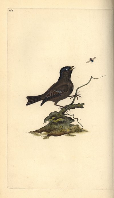 沼泽山雀，Poecile Palustris。爱德华-多诺万根据他自己的《英国鸟类自然史》绘制和雕刻的手绘铜版，伦敦 作者 爱德华·多诺万