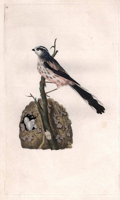 Mesange有一个长尾巴。Aegithalos caudatus（Parus caudatus）。爱德华-多诺万（1768-1837）的铜版画，发表于《英国鸟类自然史》，伦敦 作者 爱德华·多诺万