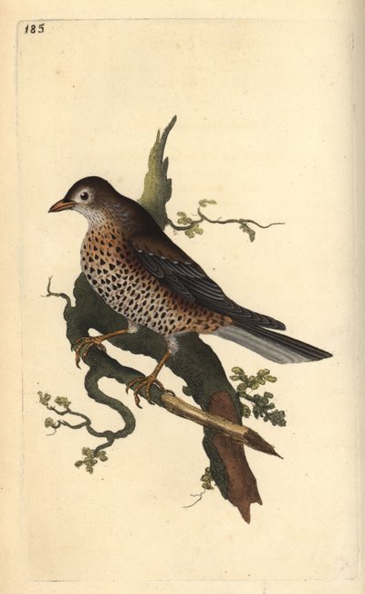 雾鸫，Turdus viscivorus。爱德华-多诺万根据他自己的《英国鸟类自然史》绘制和雕刻的手绘铜版，伦敦 作者 爱德华·多诺万