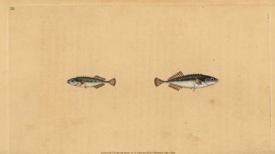 九刺鱼，Pungitius pungitius（小刺鱼或十刺鱼，Gasterosteus pungitius）。爱德华-多诺万根据他的《英国鱼类自然史》绘制和雕刻的手绘铜版，多诺万和F.C.和J.Rivington，伦敦 作者 爱德华·多诺万