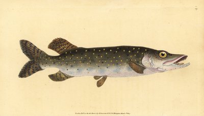北方梭子鱼，Esox lucius。爱德华-多诺万根据他的《英国鱼类自然史》绘制和雕刻的手绘铜版，多诺万和F.C.和J.雷文顿，伦敦 作者 爱德华·多诺万