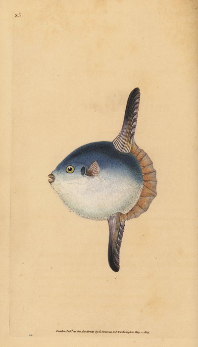 海洋太阳鱼，Mola mola。脆弱的。(太阳鱼，Tetrodon mola)。爱德华-多诺万根据他的《英国鱼类自然史》绘制和雕刻的手绘铜版，多诺万和F.C.和J.Rivington，伦敦 作者 爱德华·多诺万