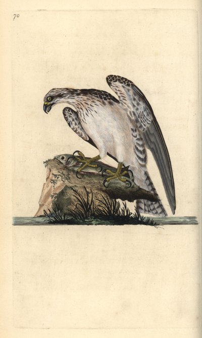 鹗，Pandion haliaetus，站在一条捕获的鱼上。爱德华-多诺万根据他自己的《英国鸟类自然史》绘制和雕刻的手绘铜版，伦敦 作者 爱德华·多诺万