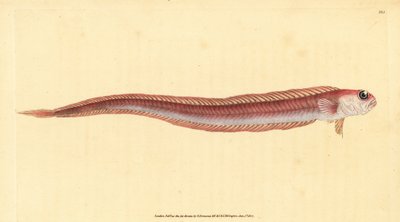 红带鱼，Cepola macrophthalma（红带鱼，Cepola rubescens）。爱德华-多诺万根据他的《英国鱼类自然史》绘制和雕刻的手绘铜版，多诺万和F.C.和J.Rivington，伦敦 作者 爱德华·多诺万