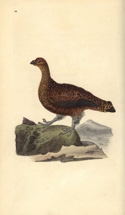 红松鸡（雌性），Lagopus scotica。爱德华-多诺万根据他自己的《英国鸟类自然史》绘制和雕刻的手绘铜版，伦敦 作者 爱德华·多诺万
