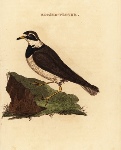 Ringed plover, Charadrius hiaticula 作者 爱德华·多诺万