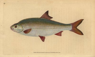 蟑螂，Rutilus rutilus（Cyprinus ritulus）。爱德华-多诺万根据他的《英国鱼类自然史》绘制和雕刻的手绘铜版，多诺万和F.C.和J.雷文顿，伦敦 作者 爱德华·多诺万